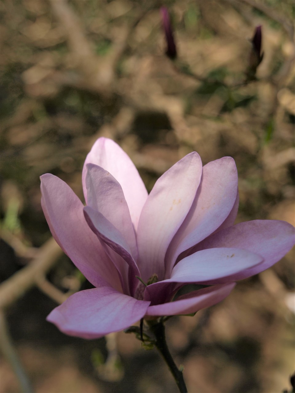 magnolia ann